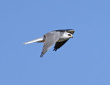 White-tailed Kite 