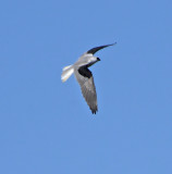 White-tailed Kite 