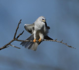 White-taile Kite 