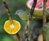 Orange-crowned Warbler 