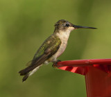 Black-chinned Hummingbird (Female)