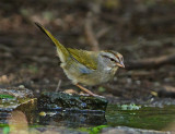 Olive Sparrow