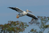 American White Pelican 