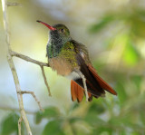 Buff-bellied Hummingbird 