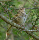 Olive Sparrow