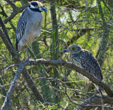 Adult and Juvenile