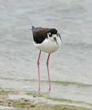 Black-necked Stilt (Female)