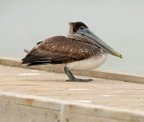 Brown Pelican (Juvenile)