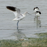 American Avocet (Non-breeding Adult)