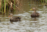 Mottled Ducks (Female and Male)