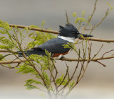 Belted Kingfisher (Female)