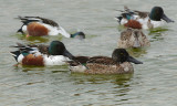 Northern Shovelers (Male & Female)