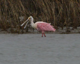 Roseate Spoonbill 