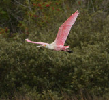 Roseate Spoonbill 