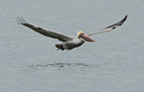 Brown Pelican 