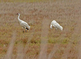 Whooping Cranes (Rare and Endangered)