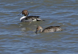 Northern Pintails 