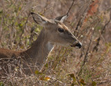 White-tailed Deer 