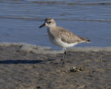 Black-bellied Plover 