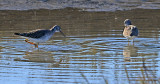 Lesser Yellowlegs