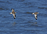 Western Sandpipers 