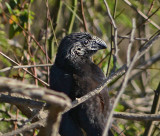 Groove-billed Ani