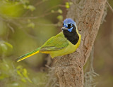 Green Jay 