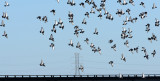 Rock Doves (Feral Pigeons)