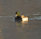 Greater Scaup (Male)