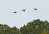 Canada Geese