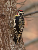 Yellow-bellied Sapsucker (Adult Male)