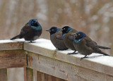 Common Grackles