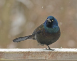 Common Grackle (Male)