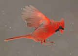 Northern Cardinal Flight
