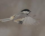 Carolina Chickadee