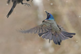 Common Grackles