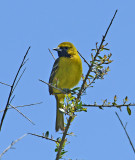 Orchard Oriole (1st Summer Male)