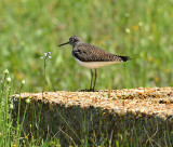 Solitary Sandpiper (Breeding Adult)