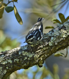 Black-and-white Warbler (Male)