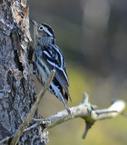 Black-and-white Warbler (Female)