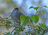Gray Catbird (Adult)