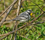 Yellow-throated Warbler (Male)