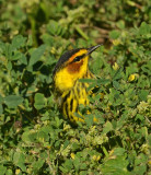 Cape May Warbler Male (Adult)