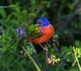 Painted Bunting (Male)