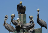 Brown Pelicans 