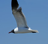 Laughing Gull 