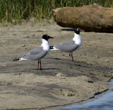 Laughing Gulls