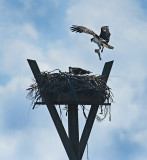 Osprey (Nesting Pair)