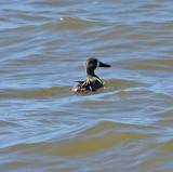 Blue-winged Teal (Male)