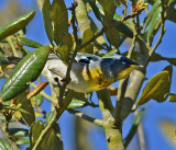 Breeding Male